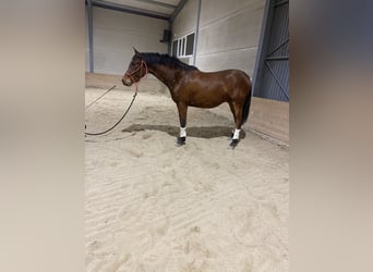 Hispano Araber, Wallach, 4 Jahre, 155 cm, Brauner