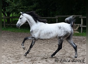 Hispano Araber, Wallach, 4 Jahre, 156 cm, Schimmel