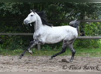 Hispano Araber, Wallach, 4 Jahre, 156 cm, Schimmel