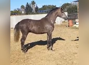 Hispano Araber, Wallach, 4 Jahre, 160 cm