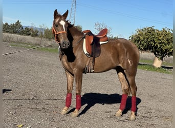 Hispano Araber, Wallach, 4 Jahre, 163 cm, Fuchs