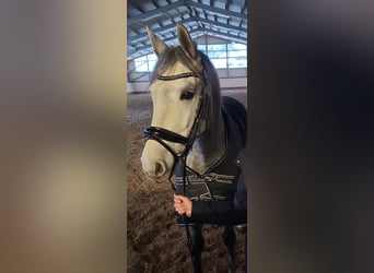 Hispano Araber, Wallach, 5 Jahre, 154 cm, Apfelschimmel