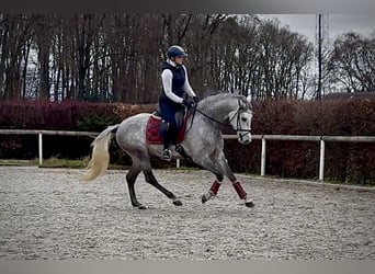 Hispano Araber, Wallach, 5 Jahre, 154 cm, Schimmel