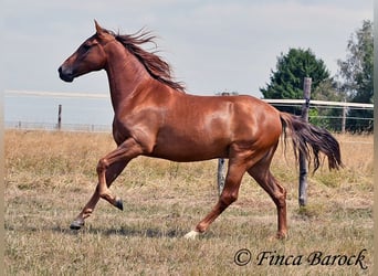 Hispano Araber, Wallach, 5 Jahre, 156 cm, Fuchs