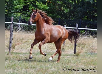Hispano Araber, Wallach, 5 Jahre, 156 cm, Fuchs