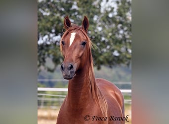Hispano Araber, Wallach, 5 Jahre, 156 cm, Fuchs