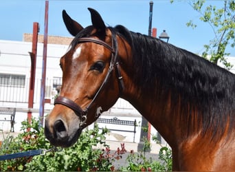 Hispano Araber, Wallach, 5 Jahre, 163 cm, Brauner