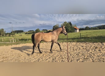 Hispano Araber, Wallach, 5 Jahre, 163 cm, Braunfalbschimmel