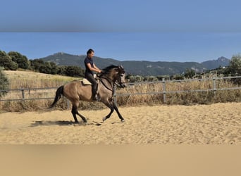 Hispano Araber, Wallach, 5 Jahre, 163 cm, Braunfalbschimmel