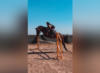 Hispano Araber, Wallach, 5 Jahre, Brauner