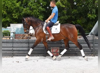 Hispano Araber, Wallach, 6 Jahre, 161 cm, Brauner