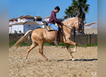 Hispano Araber Mix, Wallach, 6 Jahre
