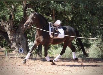 Hispano Araber, Wallach, 7 Jahre, 161 cm, Schwarzbrauner