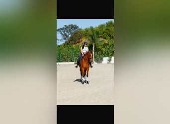 Hispano Araber, Wallach, 7 Jahre, 163 cm, Brauner