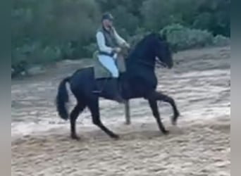 Hispano Araber, Wallach, 7 Jahre, 172 cm, Rappe