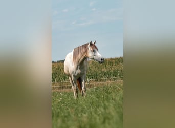 Hispano Araber, Wallach, 8 Jahre, 150 cm, Fliegenschimmel