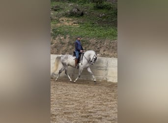 Hispano Araber, Wallach, 8 Jahre, 163 cm, Schimmel