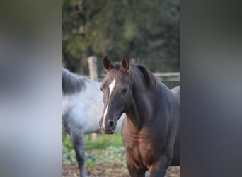 Hispano Araber, Wallach, 9 Jahre, 150 cm, Dunkelfuchs