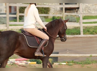 Hispano Araber, Wallach, 9 Jahre, 150 cm, Dunkelfuchs