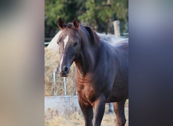 Hispano Araber, Wallach, 9 Jahre, 150 cm, Dunkelfuchs