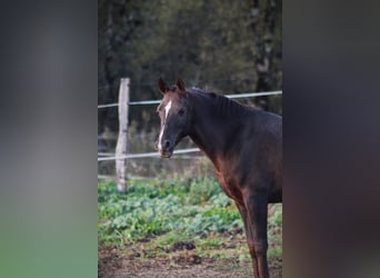 Hispano Araber, Wallach, 9 Jahre, 150 cm, Dunkelfuchs