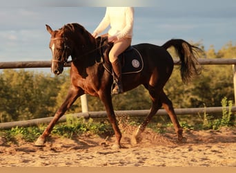 Hispano Araber, Wallach, 9 Jahre, 150 cm, Dunkelfuchs