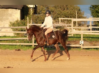 Hispano Araber, Wallach, 9 Jahre, 150 cm, Dunkelfuchs