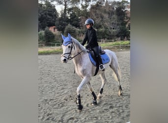 Hispano Araber, Wallach, 9 Jahre, 162 cm, Schimmel