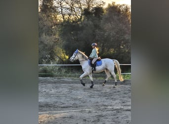 Hispano Araber, Wallach, 9 Jahre, 162 cm, Schimmel