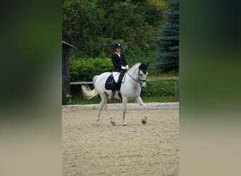 Hispano Araber, Wallach, 9 Jahre, 163 cm, Schimmel