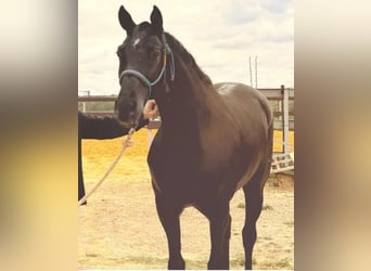 Hispano Araber Mix, Wallach, 9 Jahre, 167 cm, Rappe