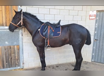 Hispano Araber Mix, Wallach, 9 Jahre, 167 cm, Rappe
