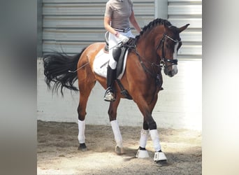 Hispano Arabian Mix, Gelding, 10 years, 14.2 hh, Bay-Dark Hispano Arabian Mix, Gelding, 10 years, 14.2 hh, Bay-Dark