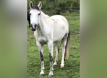 Hispano Araber, Wallach, 10 Jahre, 14,2 hh, Schimmel