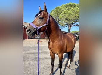 Hispano Arabian, Gelding, 10 years, 14,2 hh, Bay