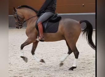 Hispano Arabian, Gelding, 10 years, 15,2 hh, Brown