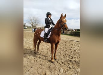 Hispano Arabian, Gelding, 10 years, 15,2 hh, Chestnut-Red