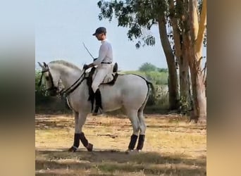 Hispano Arabian, Gelding, 11 years, 15.2 hh, Grey