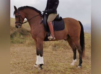 Hispano Arabian, Gelding, 11 years, 15,2 hh, Brown