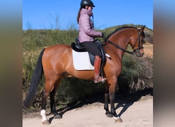 Hispano Arabian, Gelding, 11 years, 15,2 hh, Brown