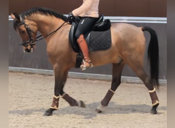 Hispano Arabian, Gelding, 11 years, 15,2 hh, Brown