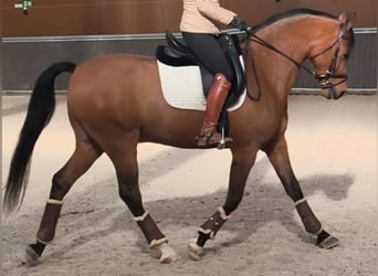 Hispano Arabian, Gelding, 11 years, 15,2 hh, Brown