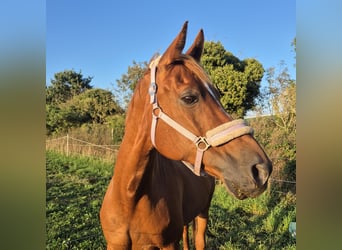Hispano Arabian Mix, Gelding, 12 years, 16,1 hh, Chestnut-Red