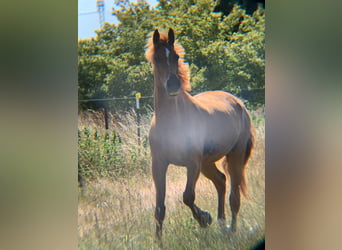 Hispano Arabian, Gelding, 12 years, 16,1 hh, Chestnut-Red
