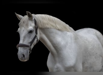 Hispano Arabian, Gelding, 14 years, 15,2 hh, Grey