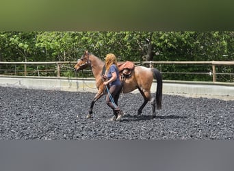 Hispano Arabian, Gelding, 15 years, 14.3 hh, Roan-Bay