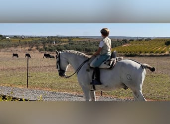 Hispano Arabian, Gelding, 15 years, 15.2 hh, Gray
