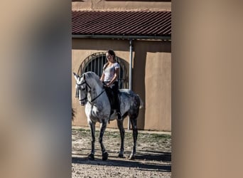 Hispano Arabian, Gelding, 15 years, Gray