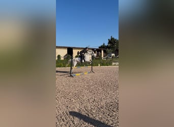 Hispano Arabian, Gelding, 15 years, Grey