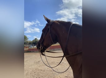 Hispano Arabian, Gelding, 18 years